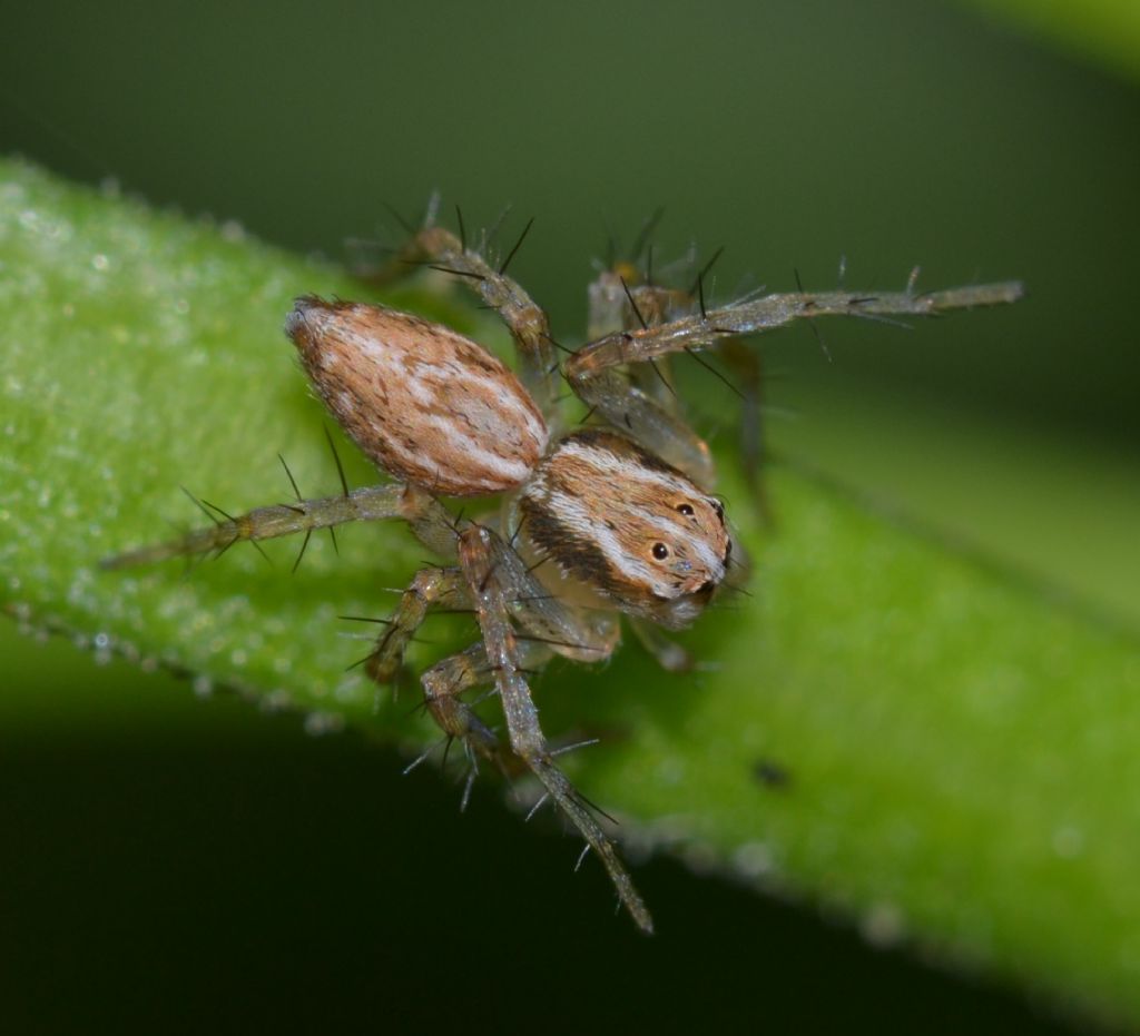 Oxyopes lineatus - Grosseto (GR)